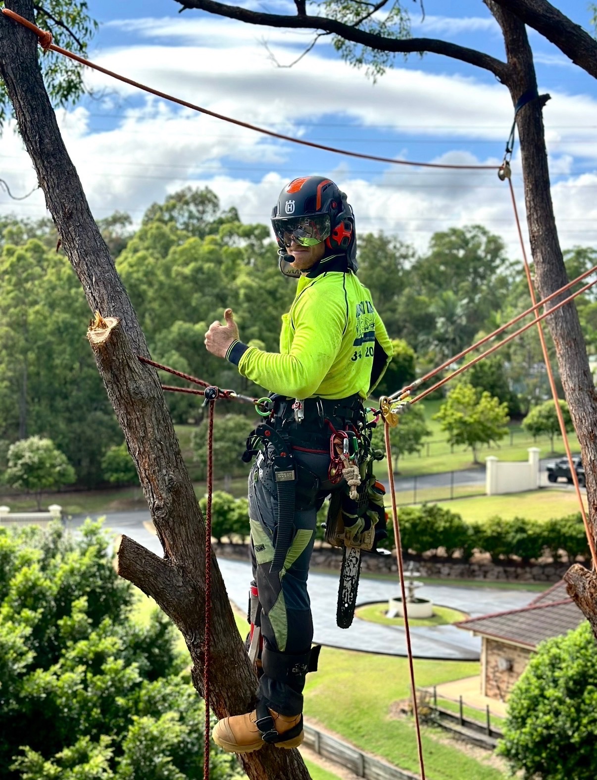 River City Trees arborist roped into a tree in full safety harness, giving a thumbs up