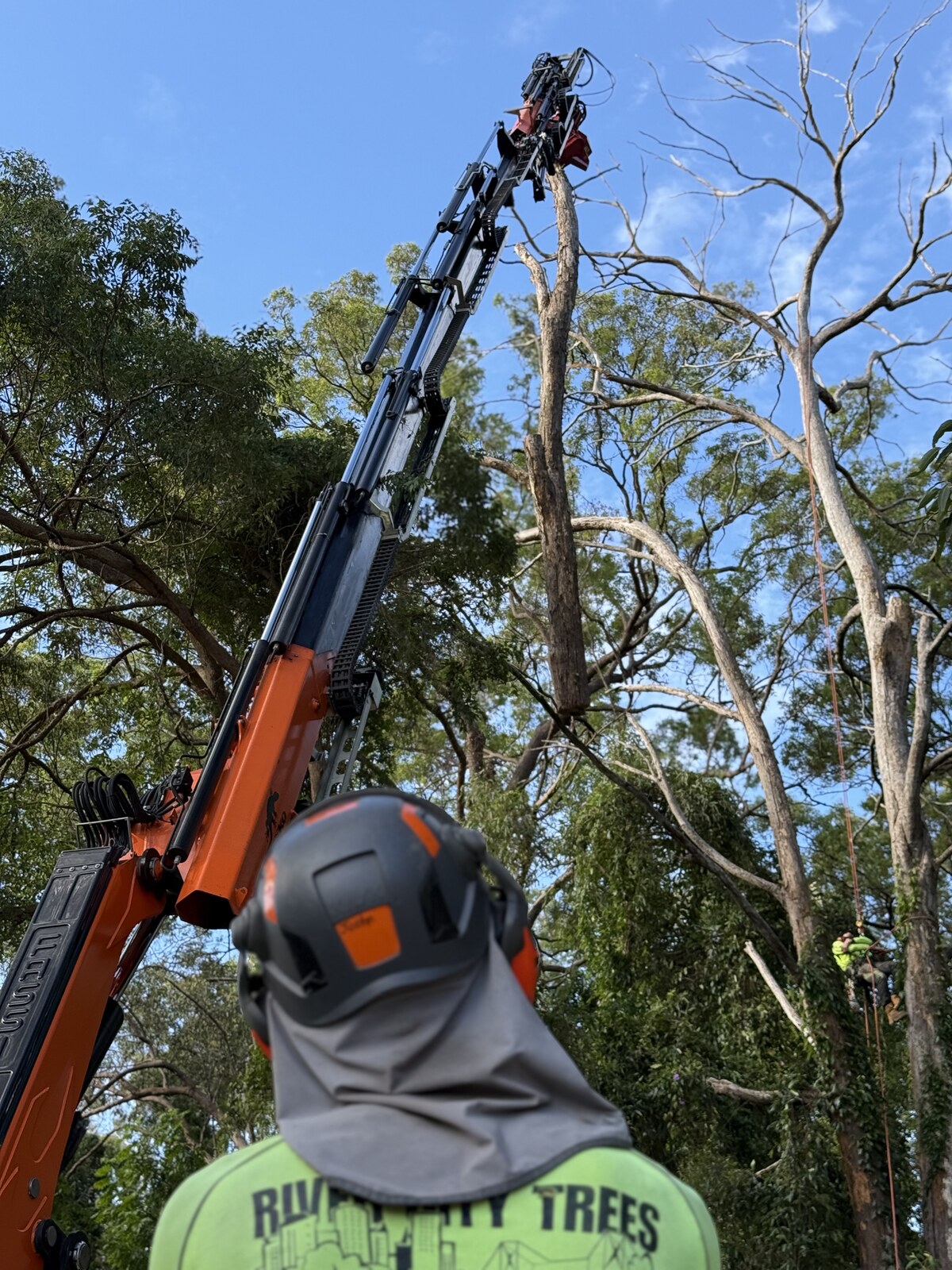 River City Trees arborist on site as a crane lifts a tree section, with a climber roped into the canopy