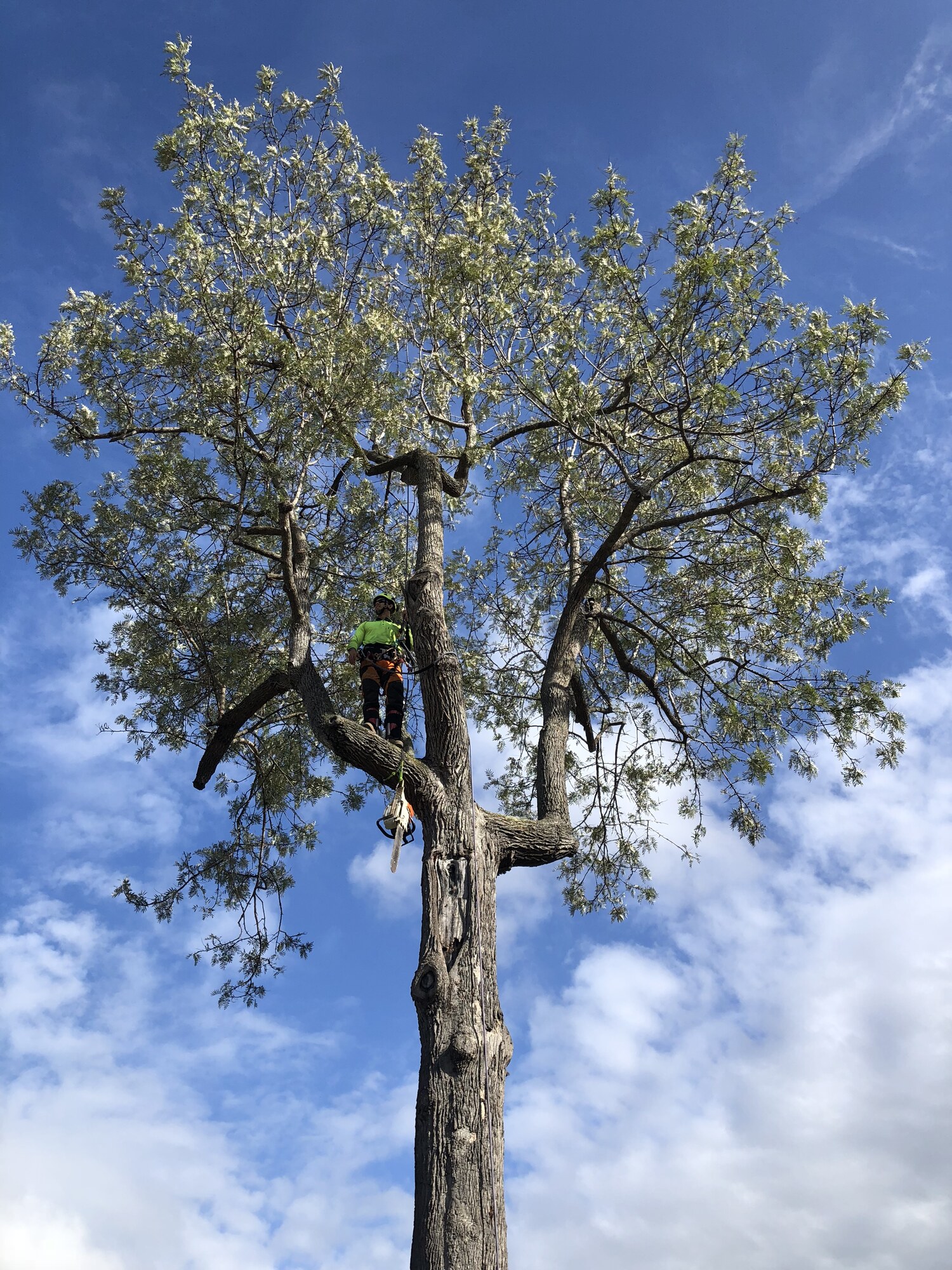 River City Trees arborist working in a tree with a helmet, harness, ropes and chainsaw.